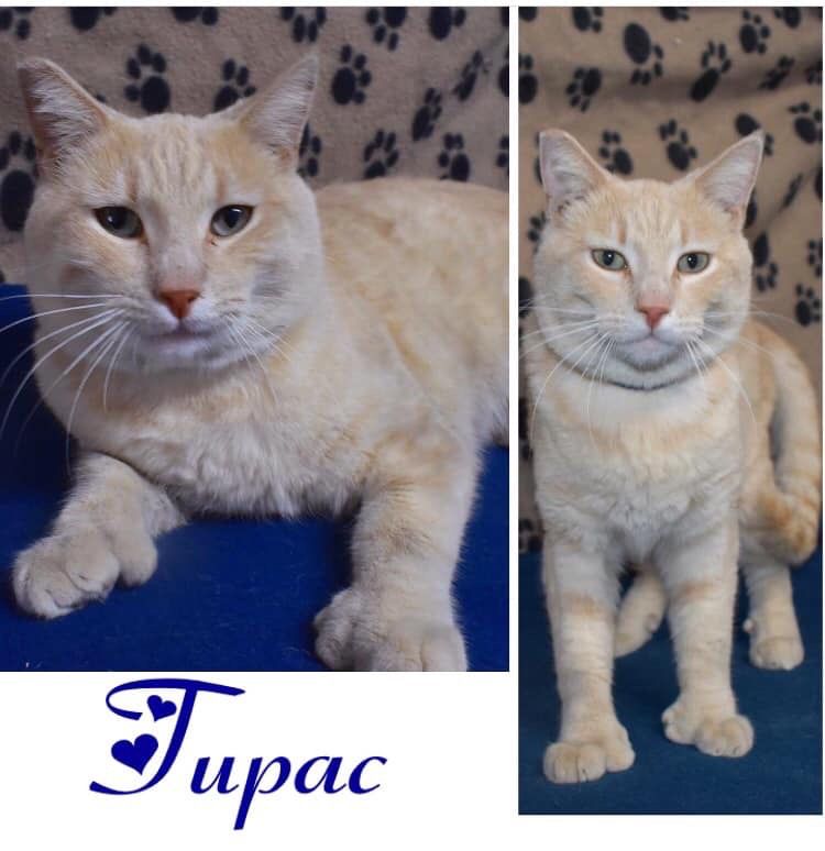 PET OF THE WEEK: Tupac